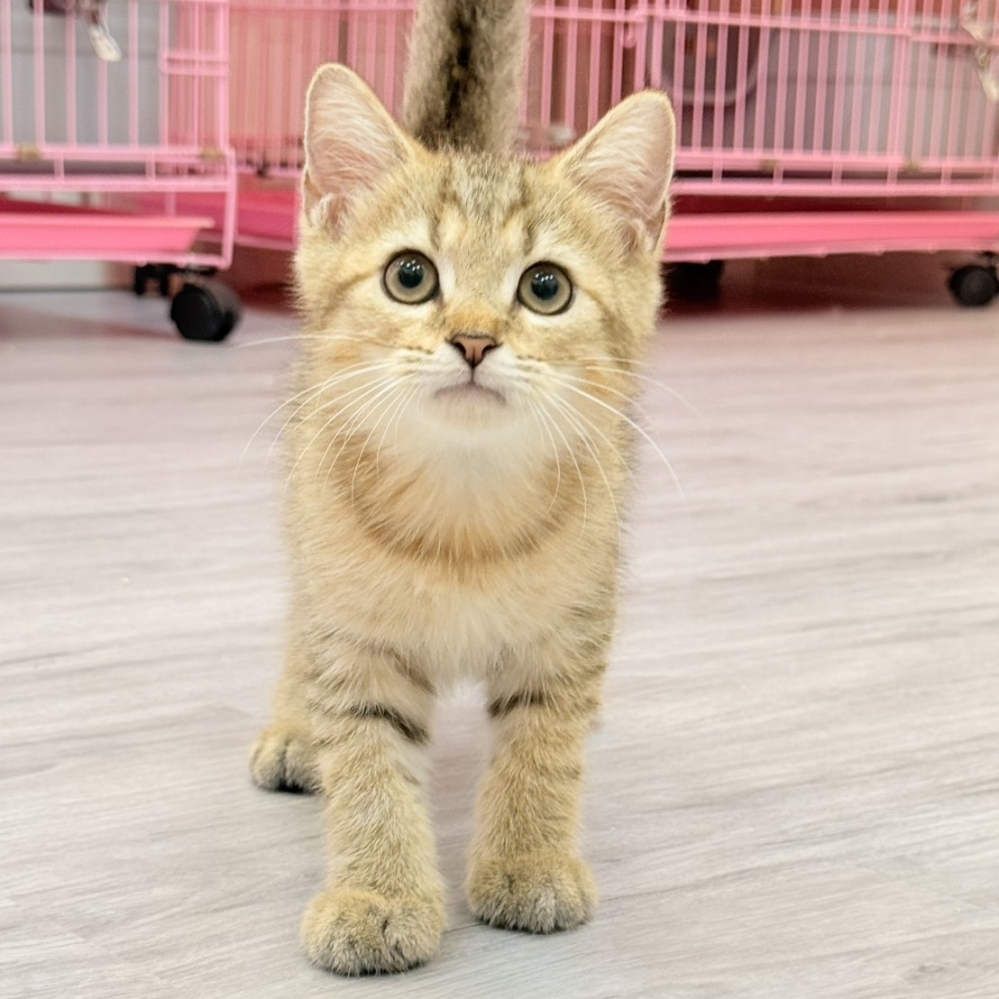 【已售出】英短