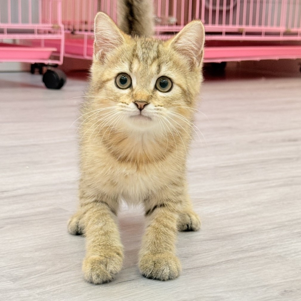 【已售出】英短