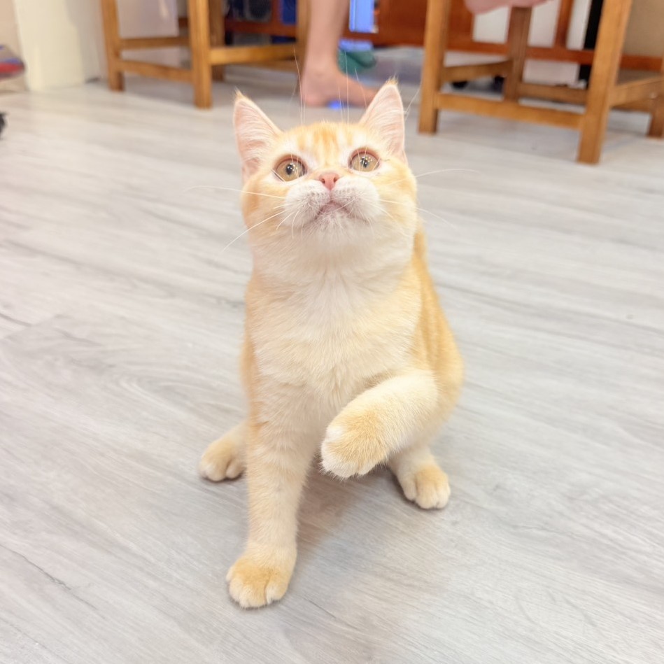 【已售出】英短-橘