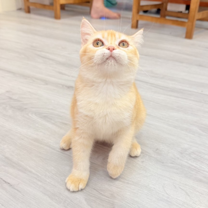 【已售出】英短-橘