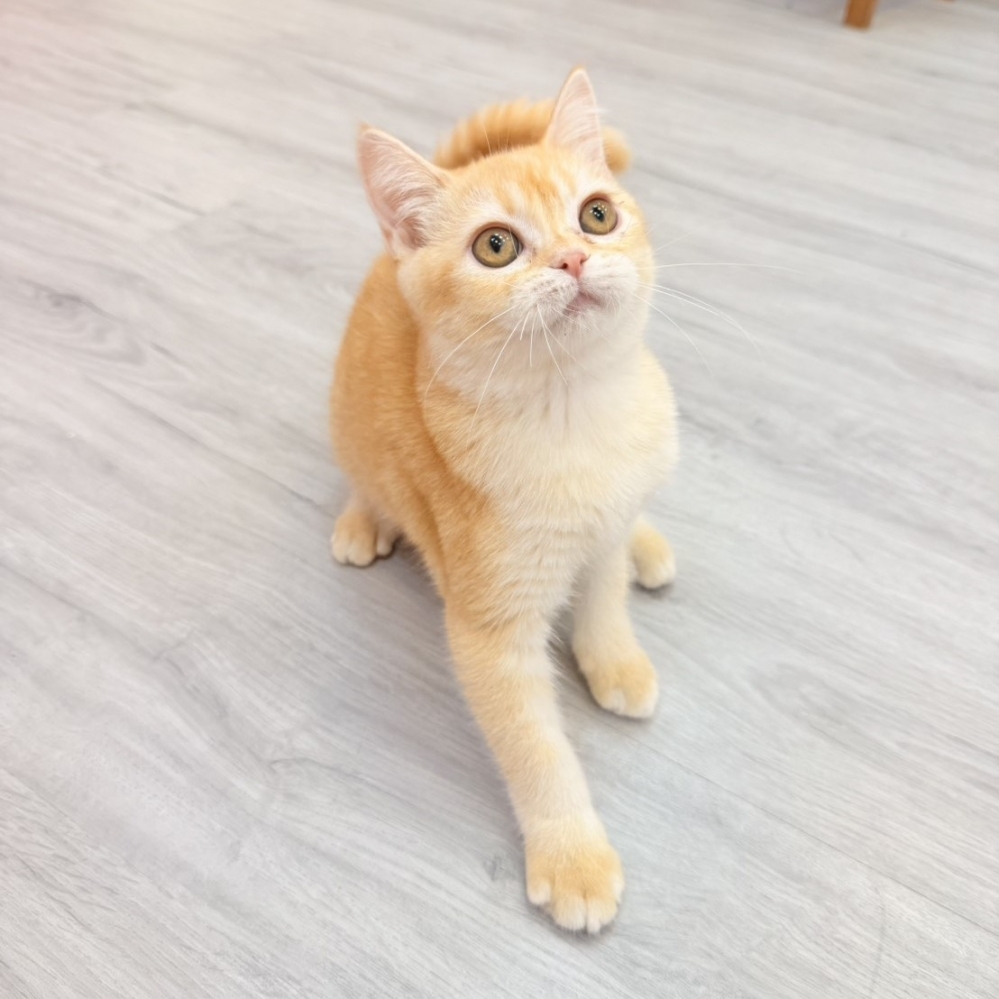 【已售出】英短-橘