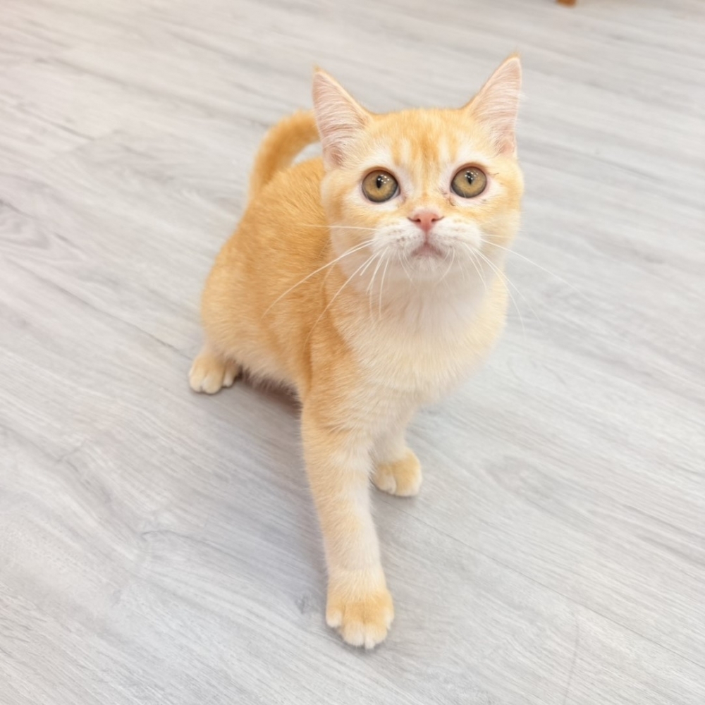 【已售出】英短-橘