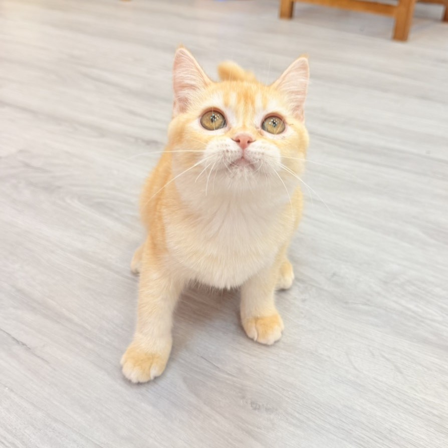 【已售出】英短-橘