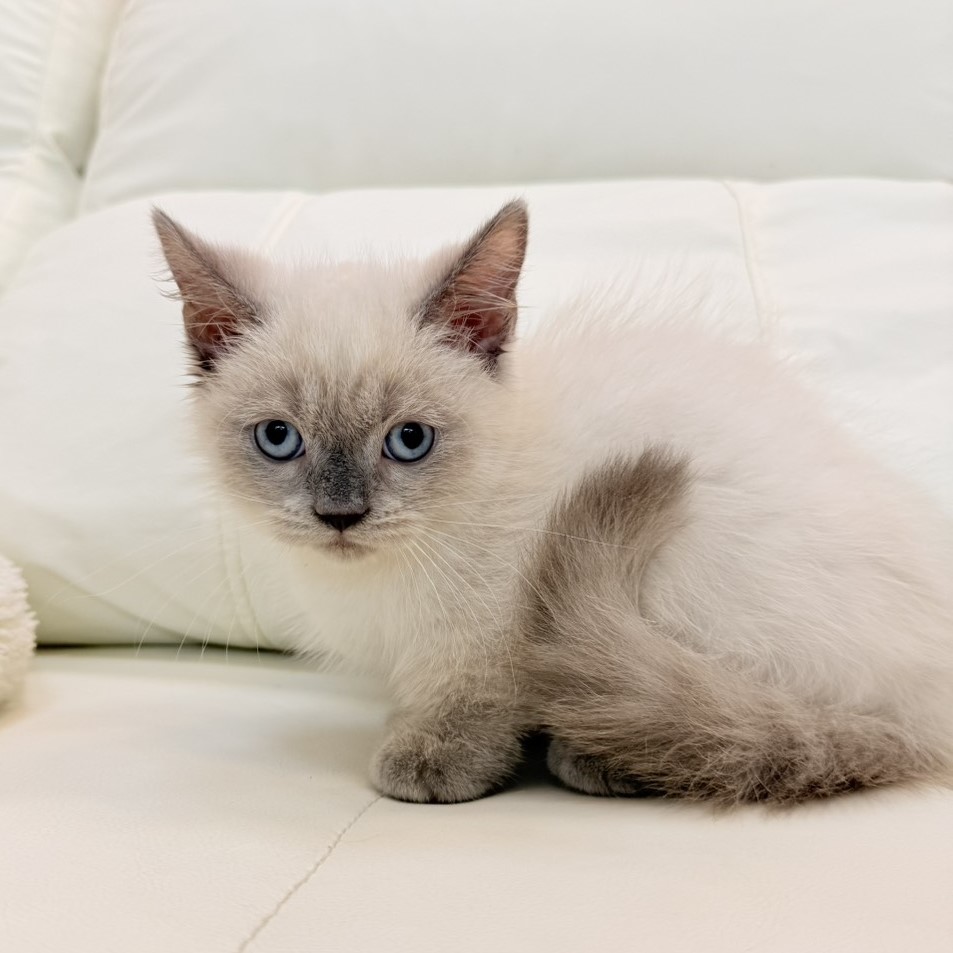 【已售出】曼赤肯-重點