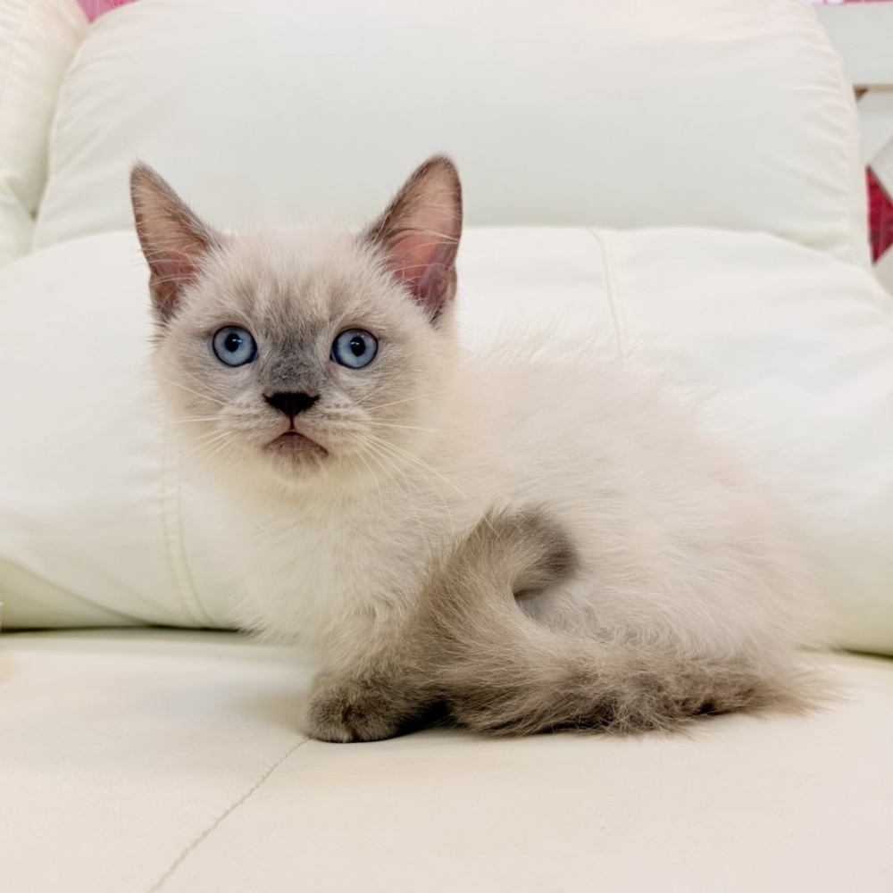 【已售出】曼赤肯-重點