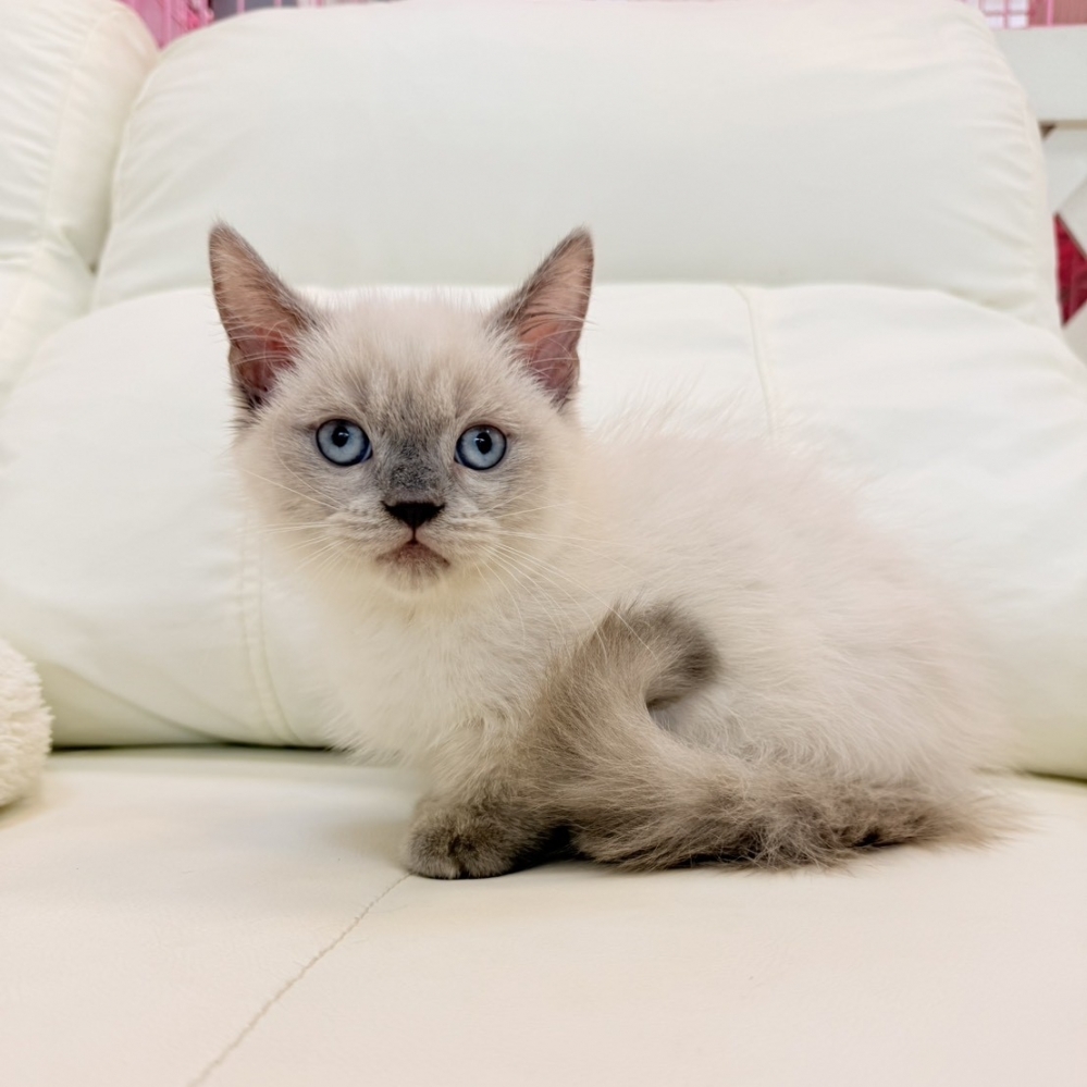 【已售出】曼赤肯-重點