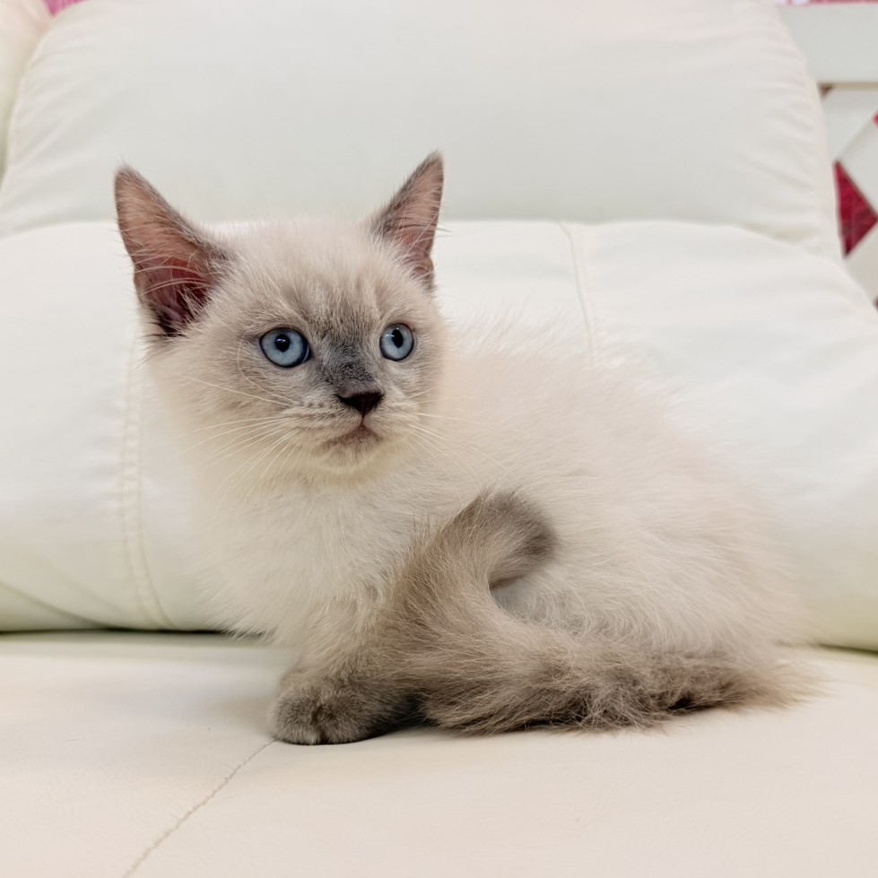 【已售出】曼赤肯-重點