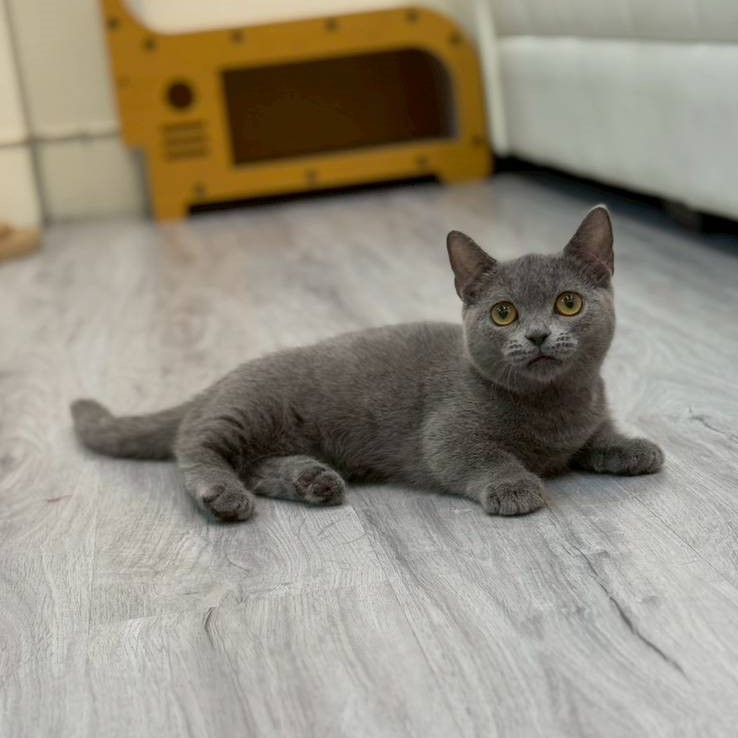 【已售出】曼赤肯-藍