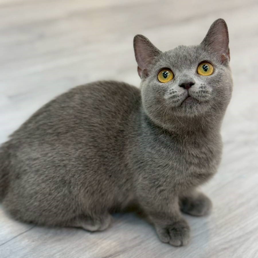 【已售出】曼赤肯-藍