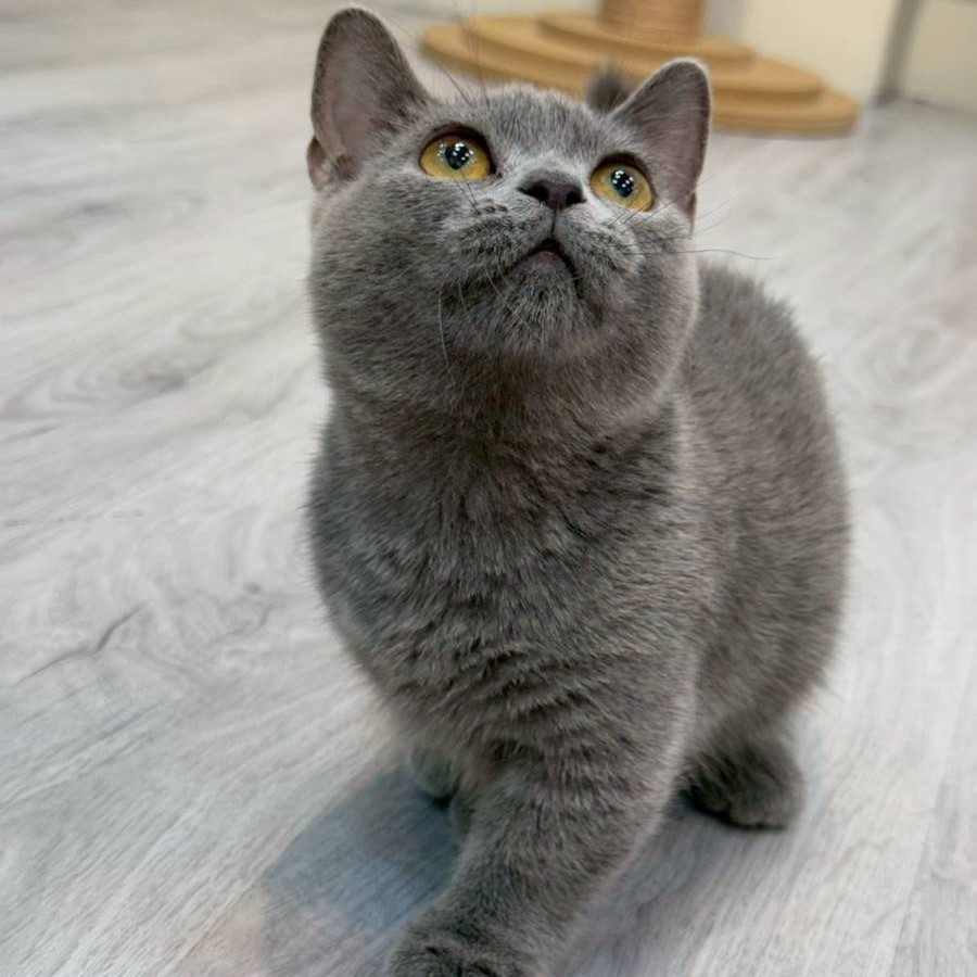 【已售出】曼赤肯-藍