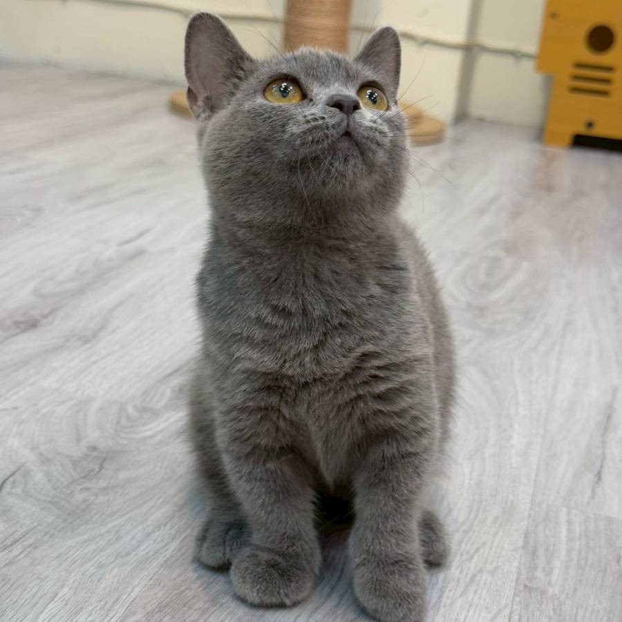 【已售出】曼赤肯-藍