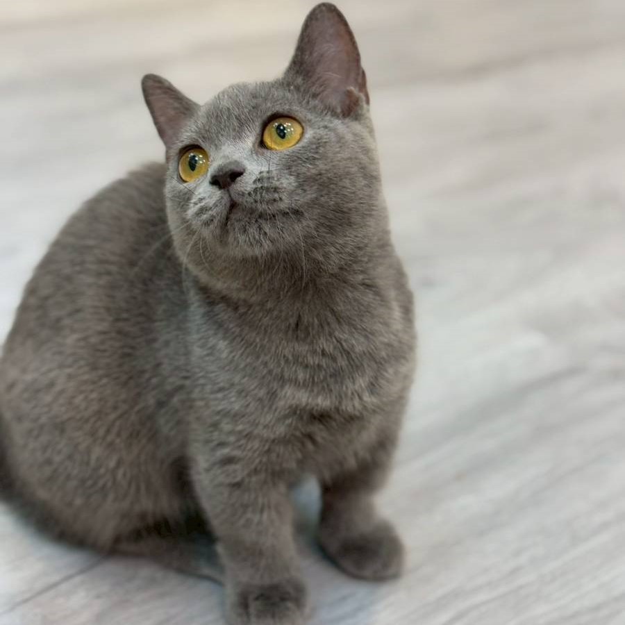 【已售出】曼赤肯-藍