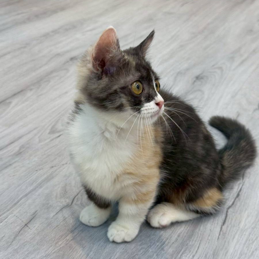 【已售出】曼赤肯-三花