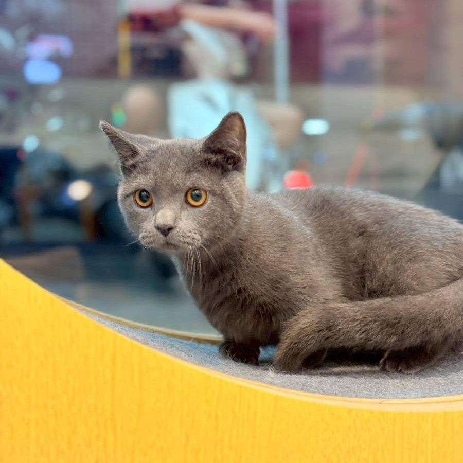 【已售出】曼赤肯-藍