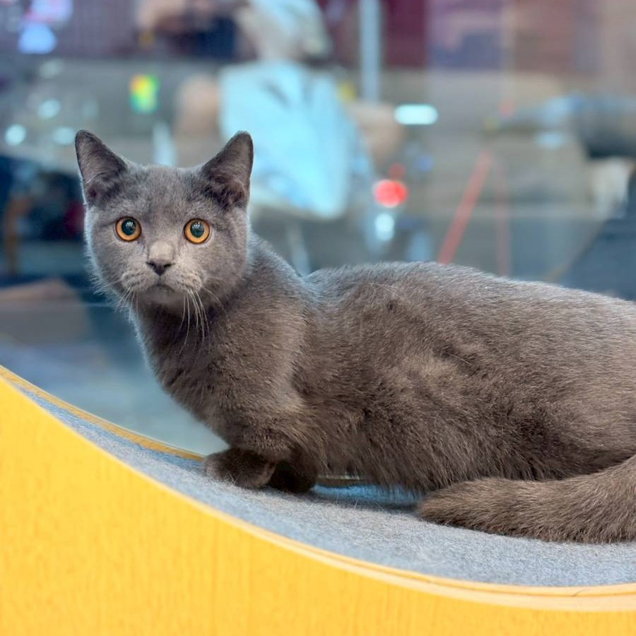 【已售出】曼赤肯-藍