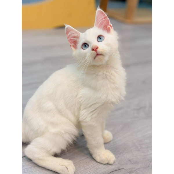 【已售出】緬因