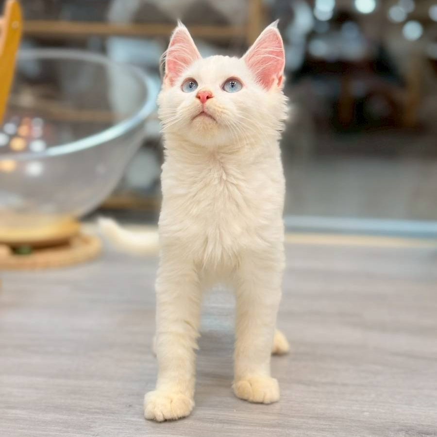 【已售出】緬因