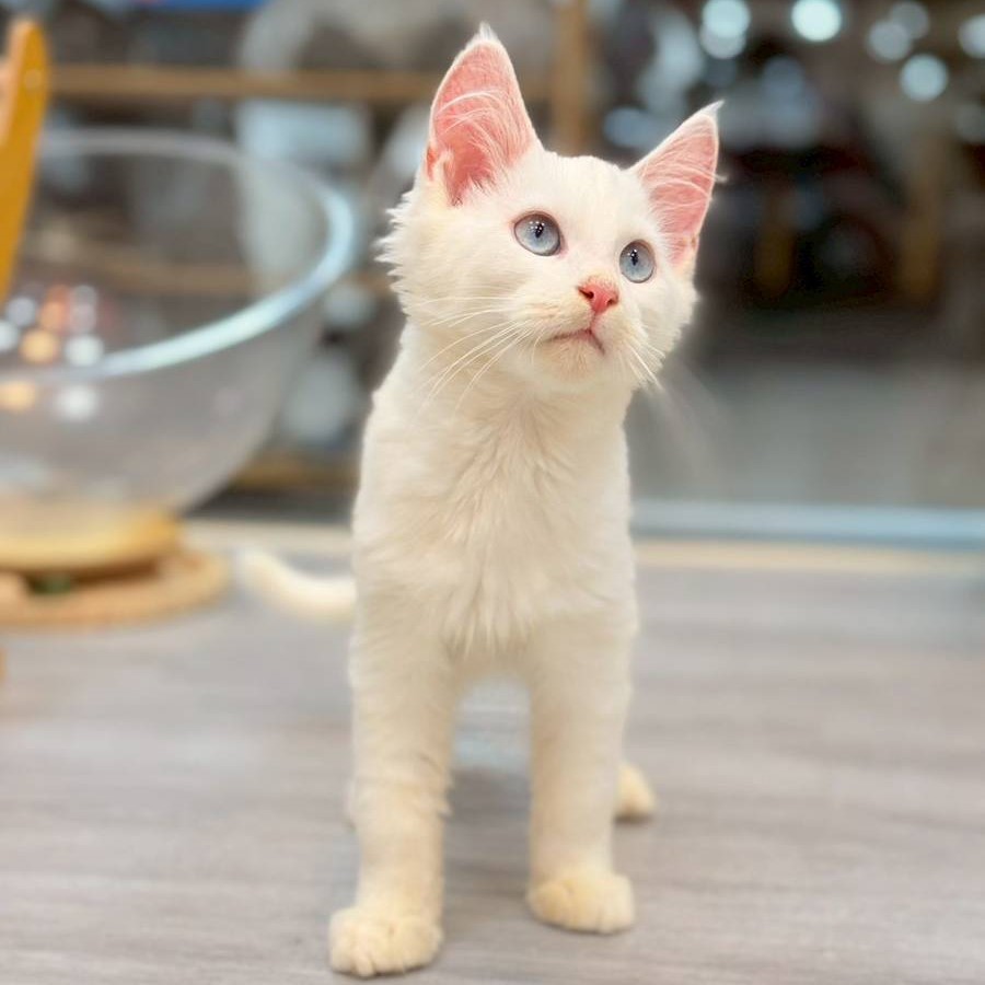 【已售出】緬因