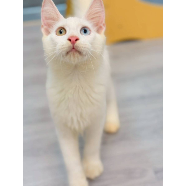 【已售出】緬因-異瞳白