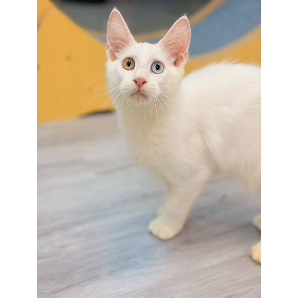 【已售出】緬因-異瞳白