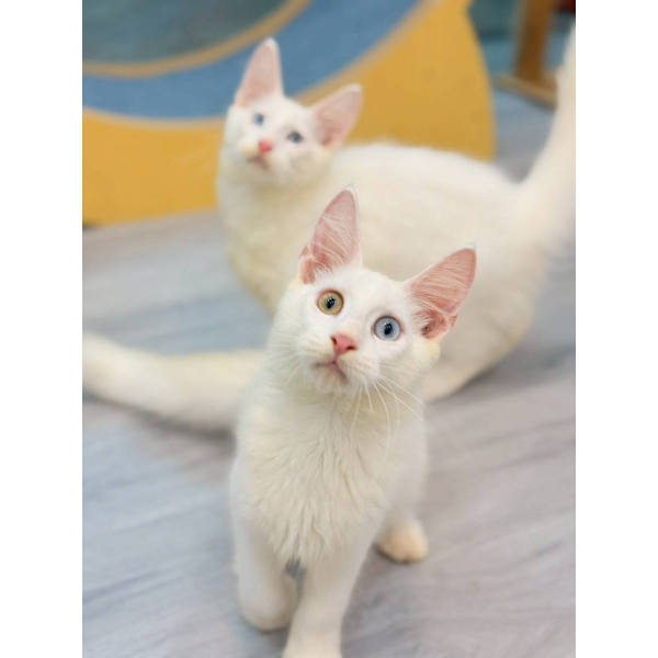 【已售出】緬因-異瞳白