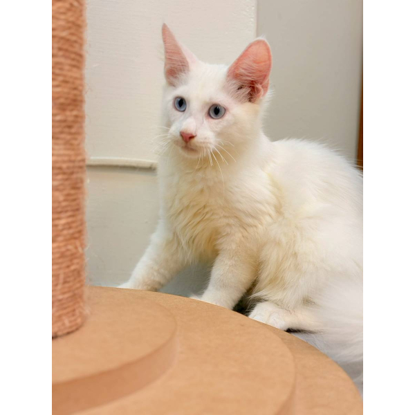 【已售出】緬因