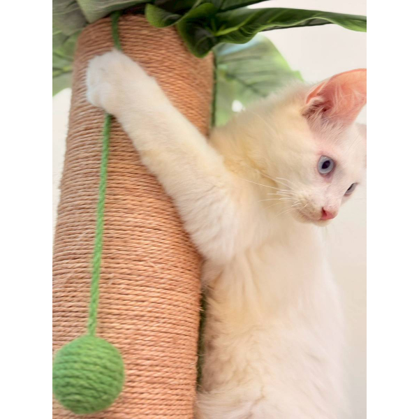 【已售出】緬因