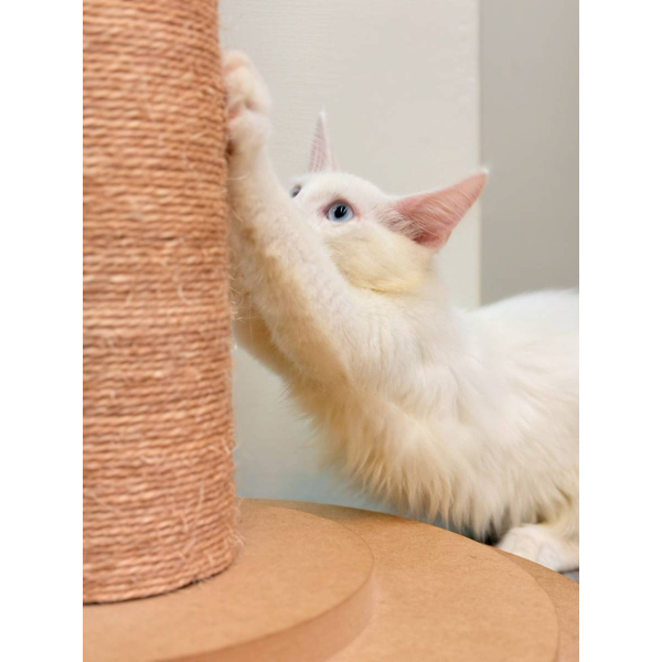 【已售出】緬因