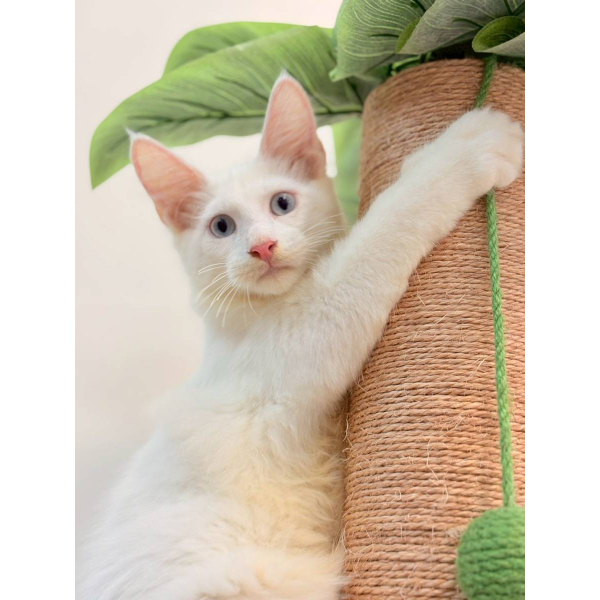 【已售出】緬因