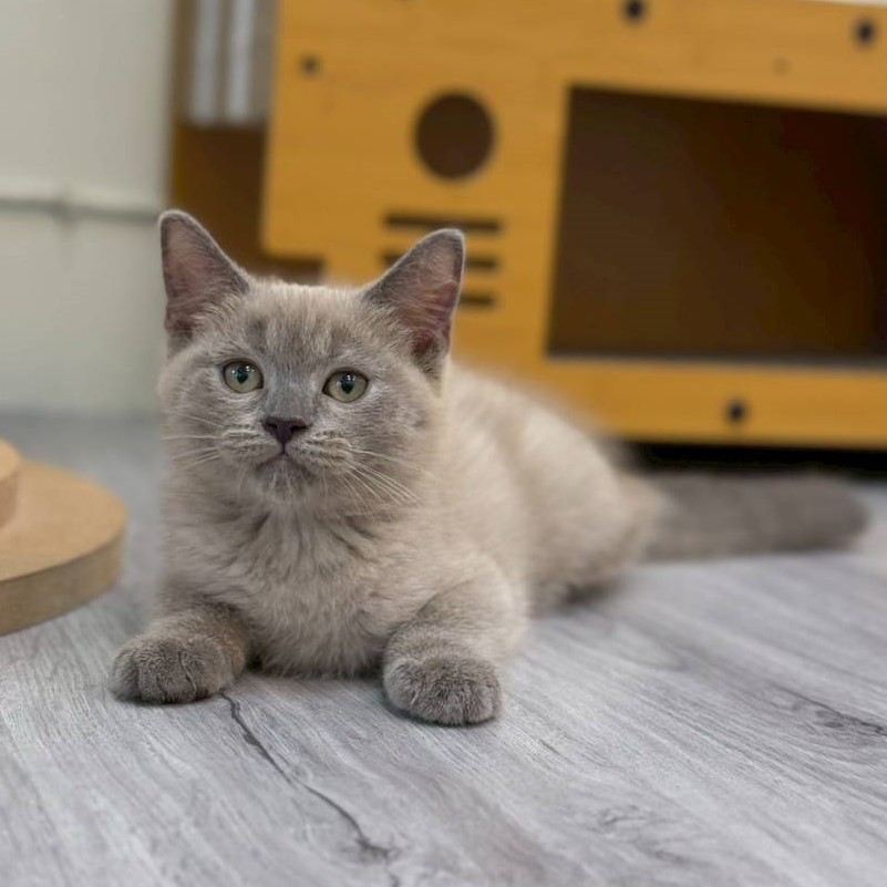 【已售出】英短-重點紫丁香