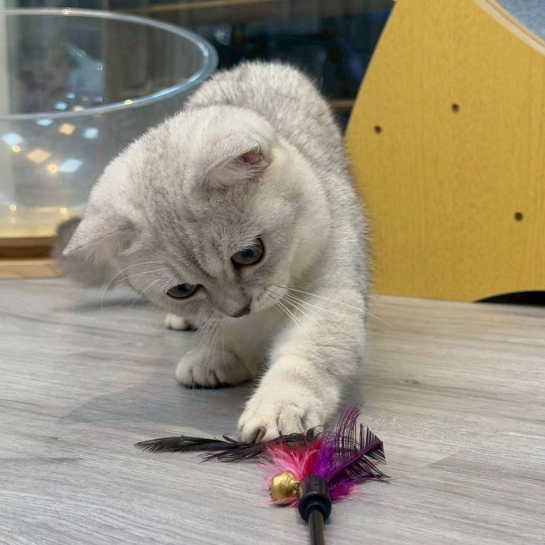 【已售出】曼赤肯-銀漸層