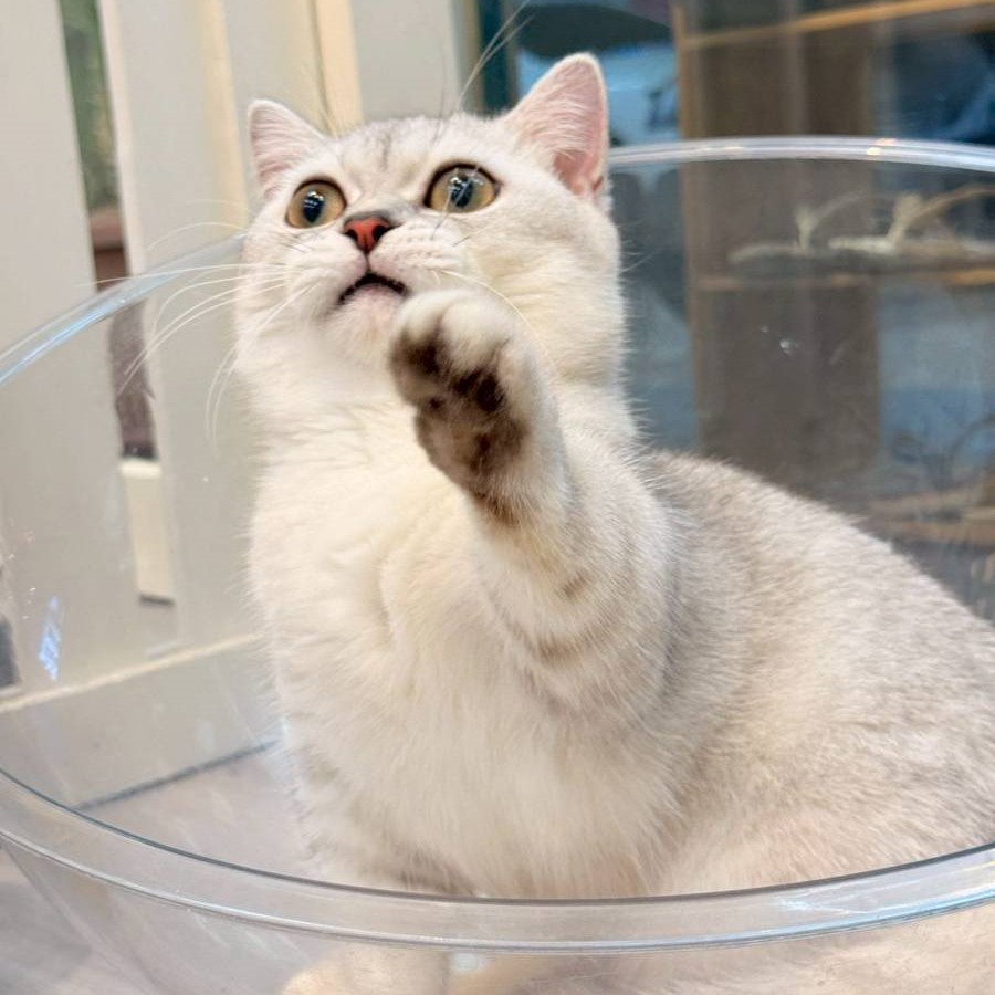 【已售出】曼赤肯-銀漸層