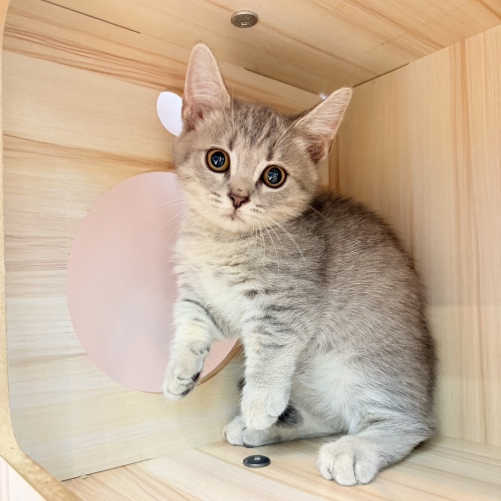 【已售出】曼赤肯-藍虎斑