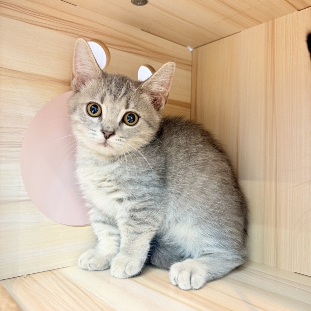 【已售出】曼赤肯-藍虎斑