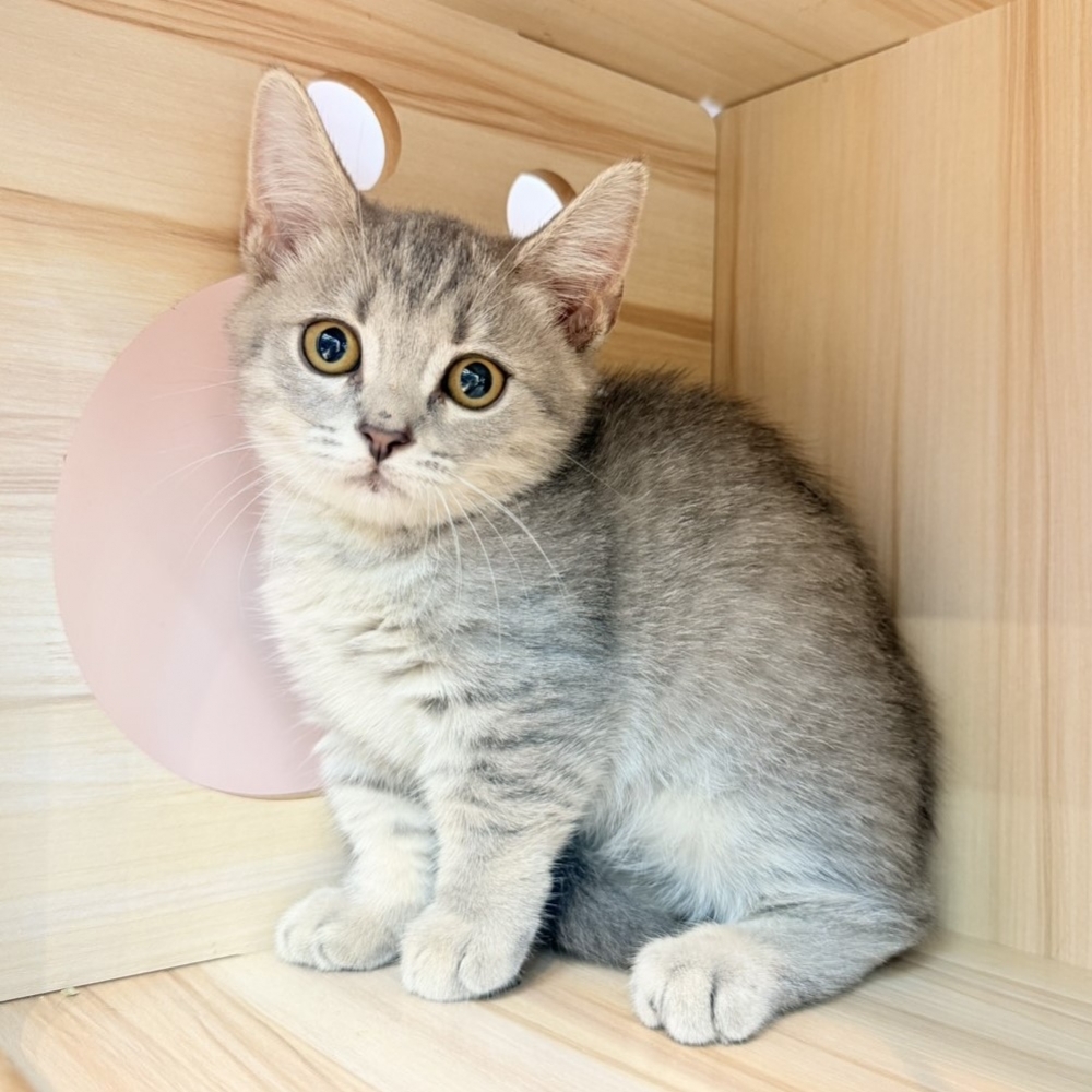 【已售出】曼赤肯-藍虎斑