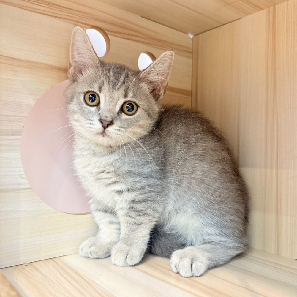 【已售出】曼赤肯-藍虎斑