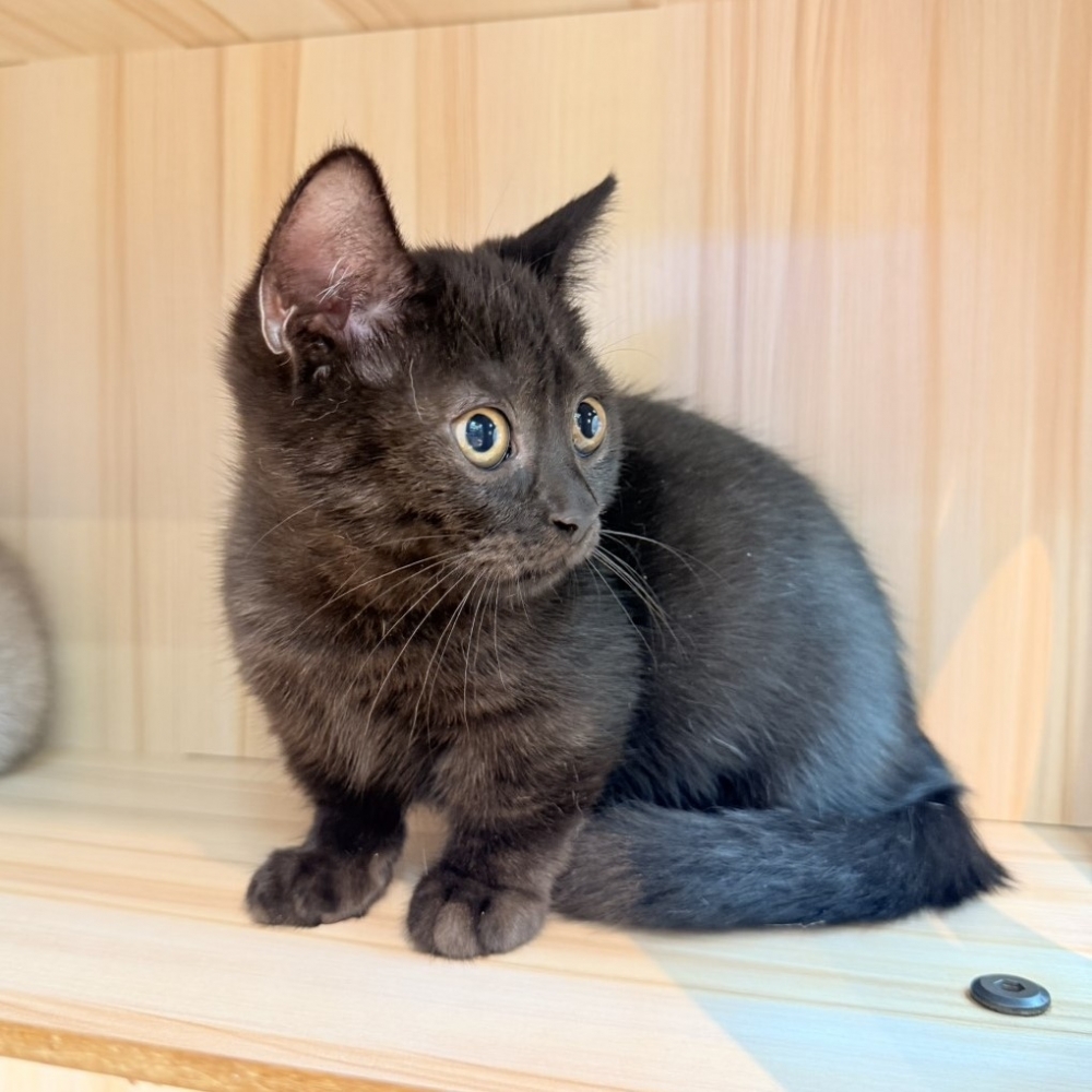 【已售出】曼赤肯-黑