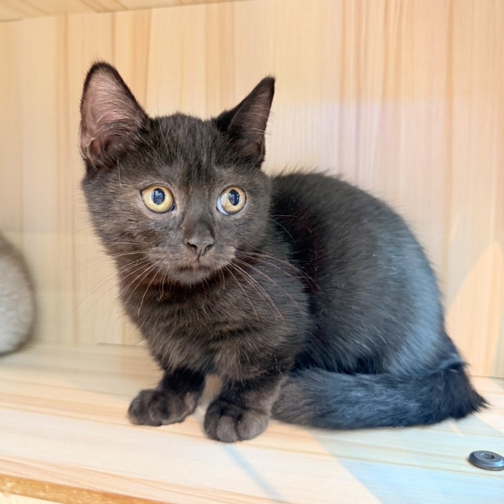 【已售出】曼赤肯-黑