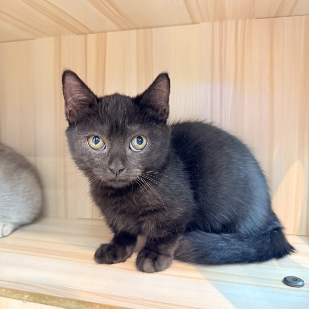 【已售出】曼赤肯-黑