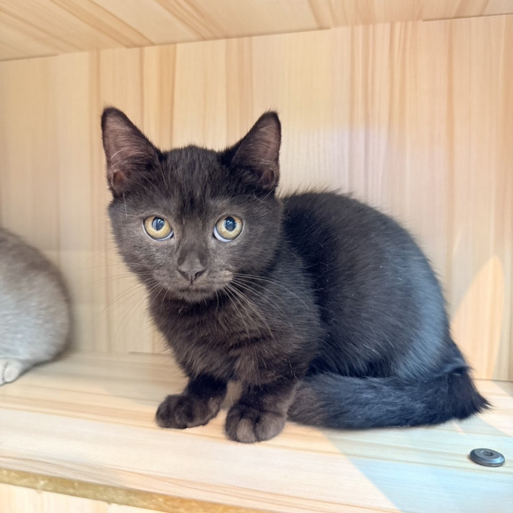 【已售出】曼赤肯-黑