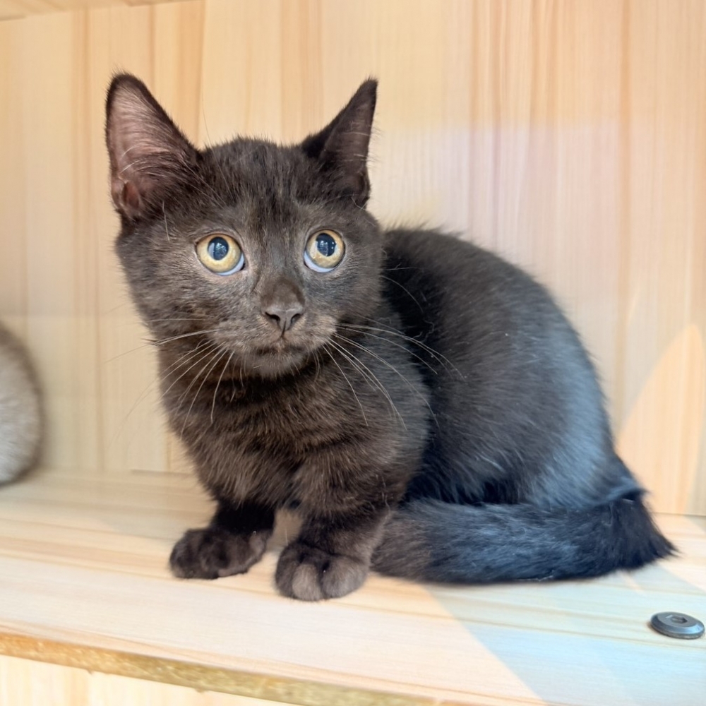 【已售出】曼赤肯-黑