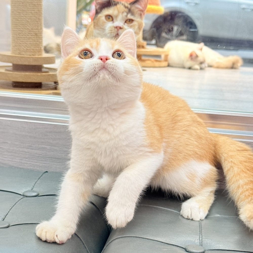 【已售出】英短-桔白