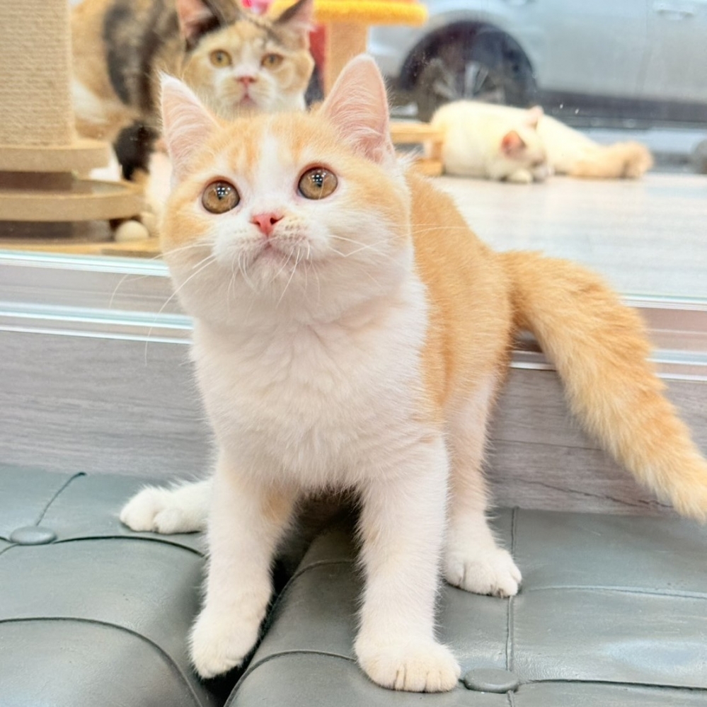 【已售出】英短-桔白