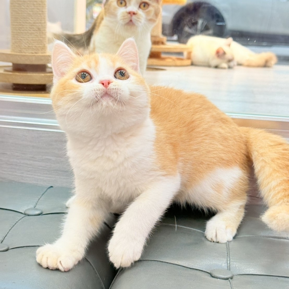 【已售出】英短-桔白