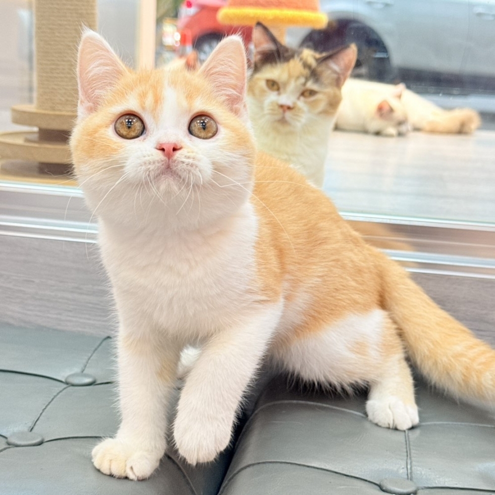 【已售出】英短-桔白