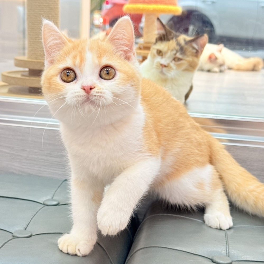 【已售出】英短-桔白