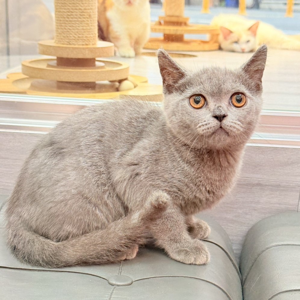 【已售出】英短-藍