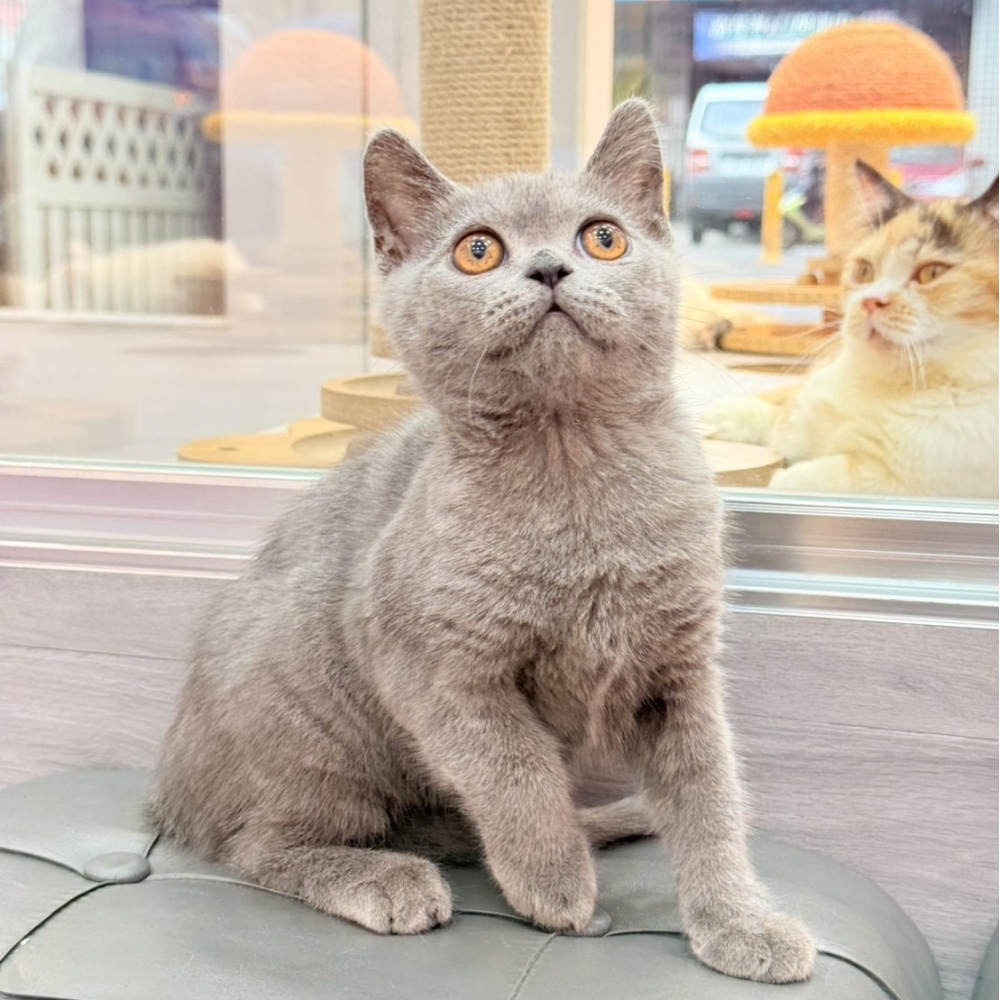 【已售出】英短-藍