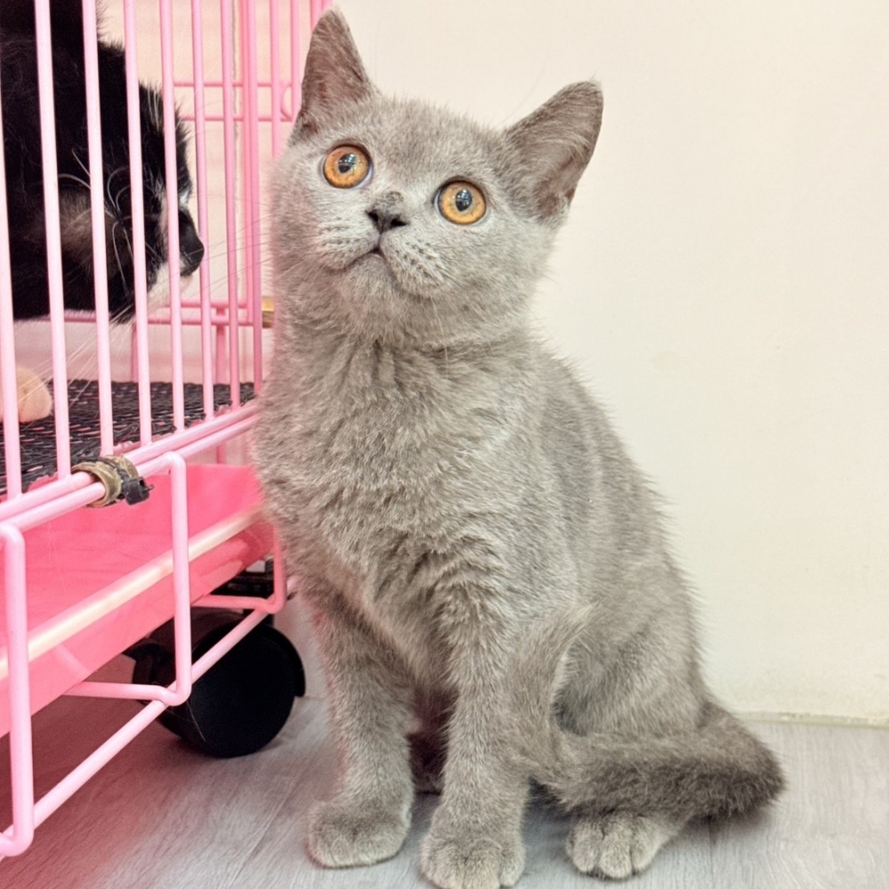 【已售出】英短-藍