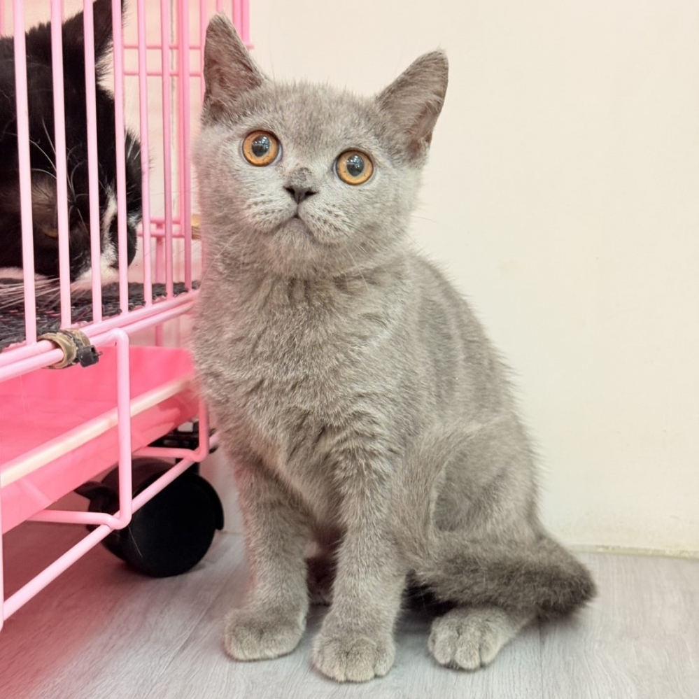 【已售出】英短-藍